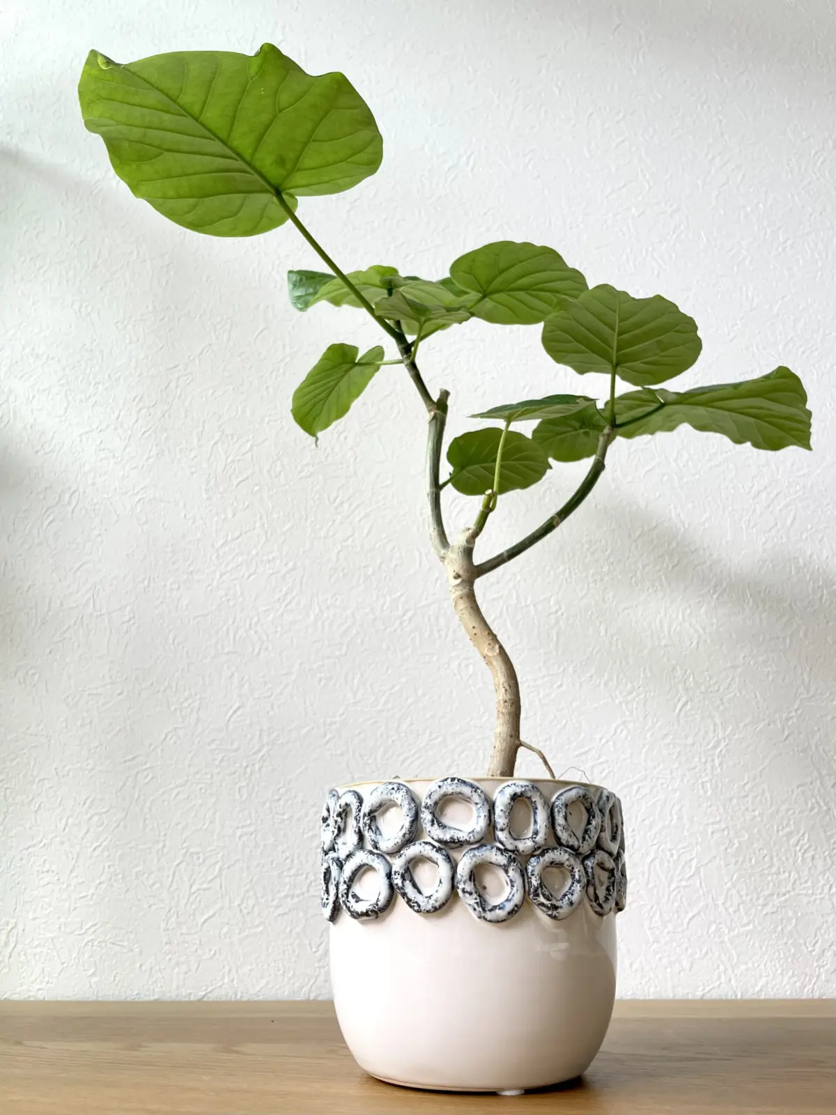 フィカス　ウンベラータ　挿し木