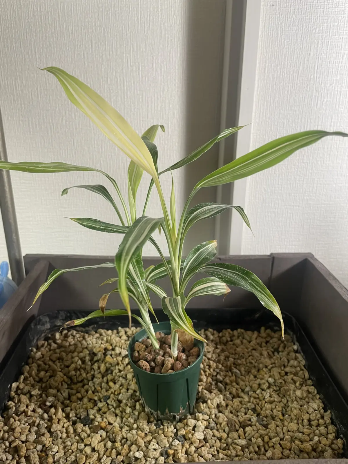 穴あきハイドロのサンデリアーナ