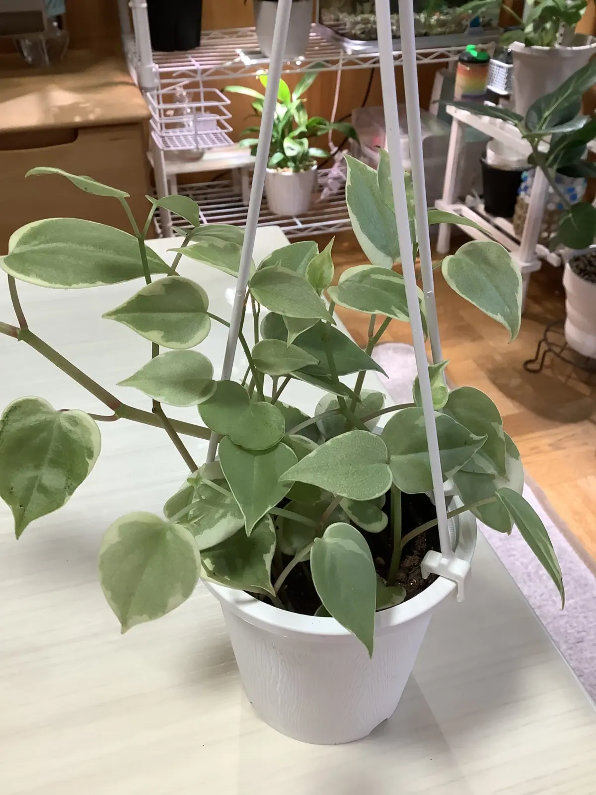 ペペロミア　セルペンス