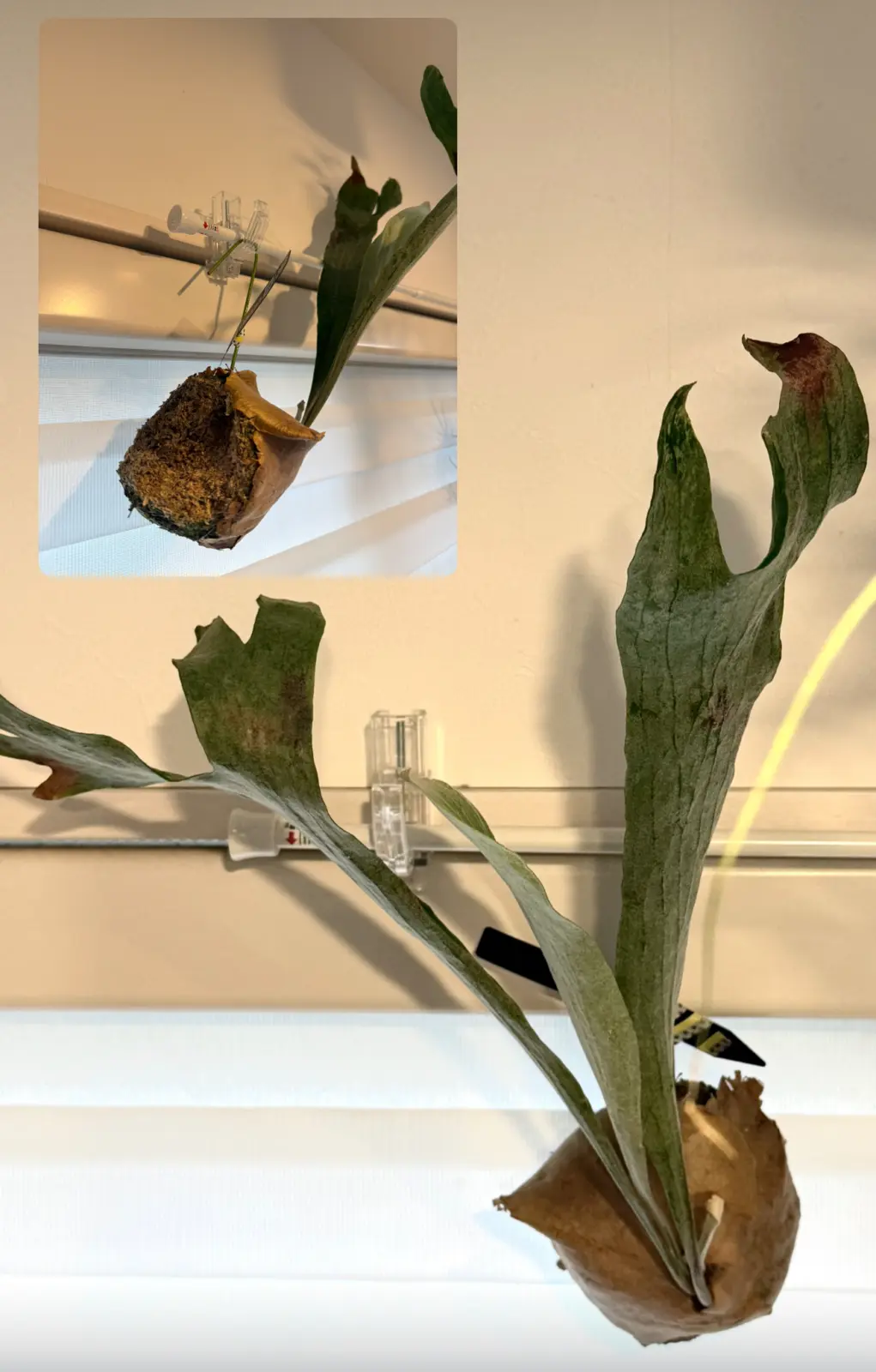 ビカクシダ　札落ち苔玉