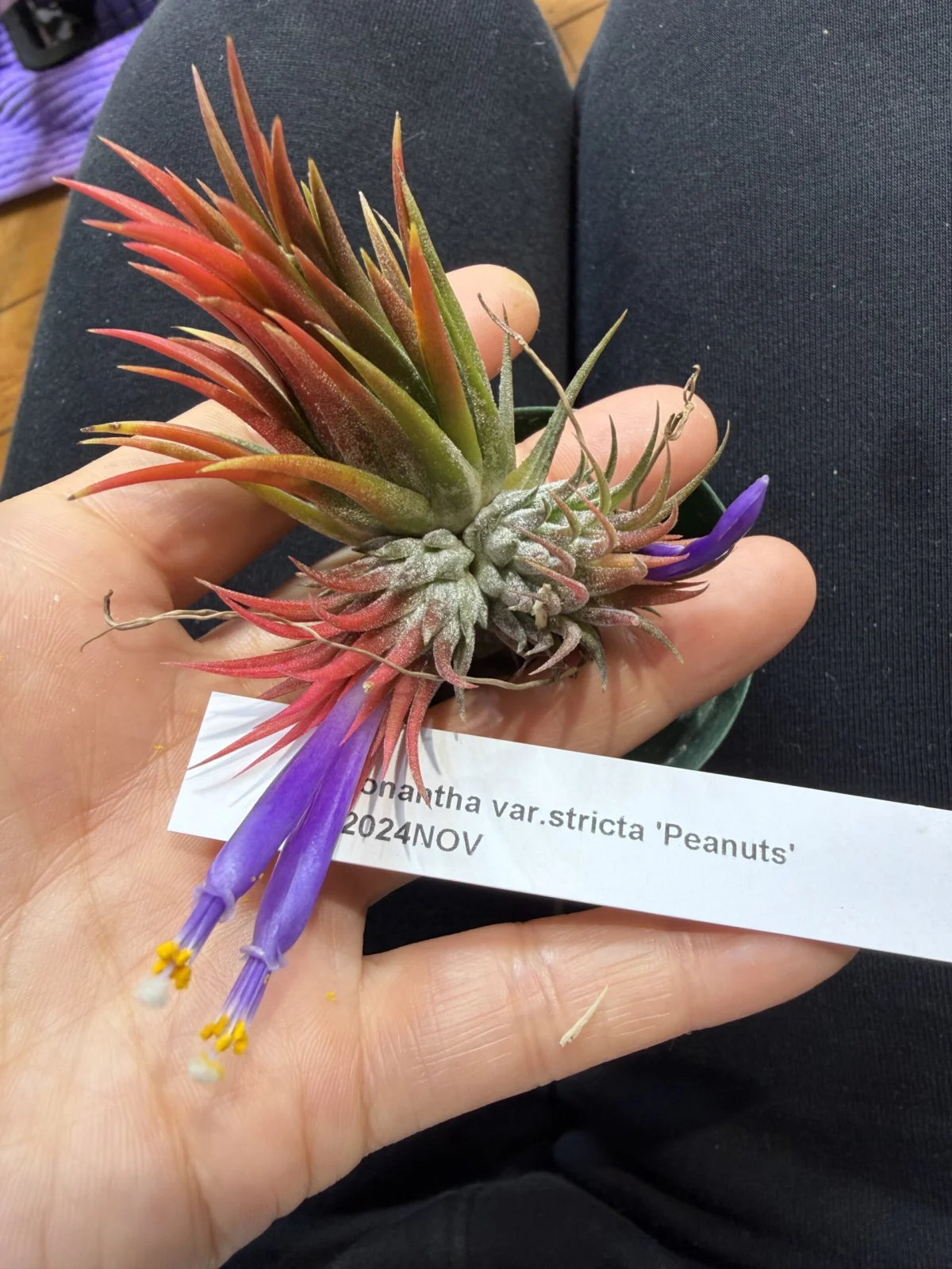 ティランジア イオナンタ var.ストリクタ ピーナッツ