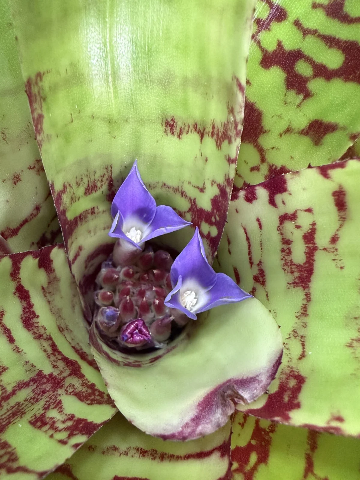 ネオレゲリア　フィッシュネット　花