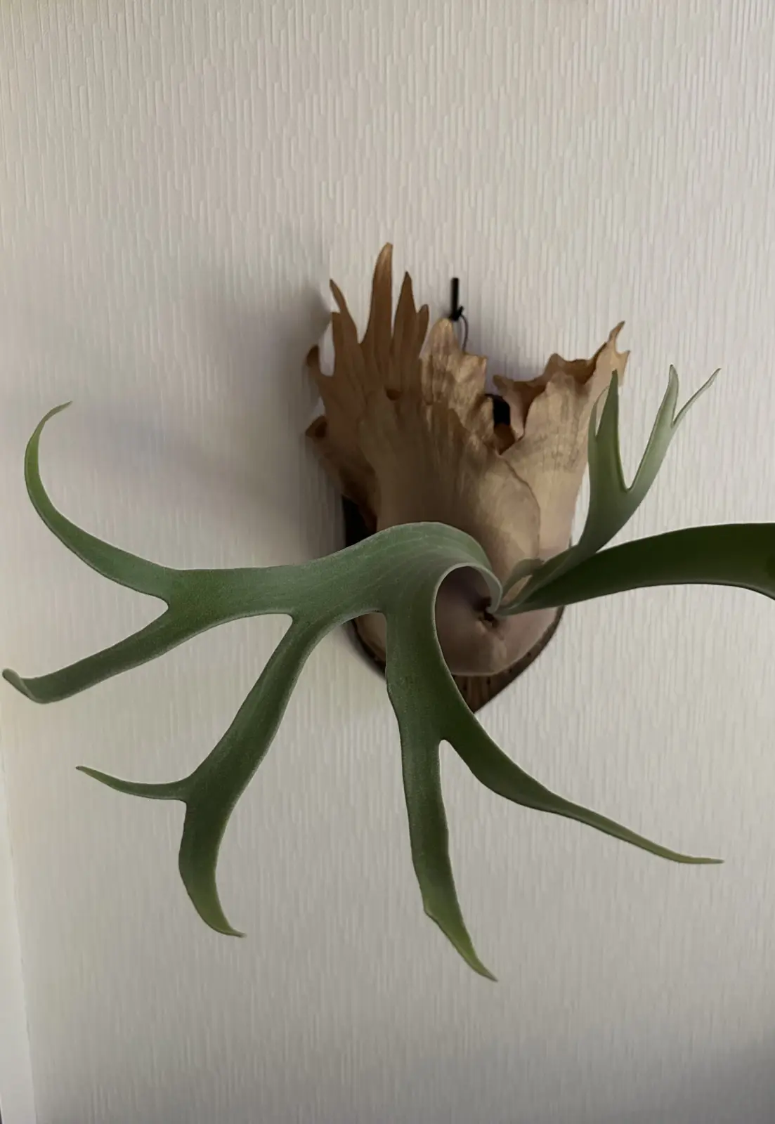 ビカクシダ　ウィリンキークルクル×ディバーシフォリウム