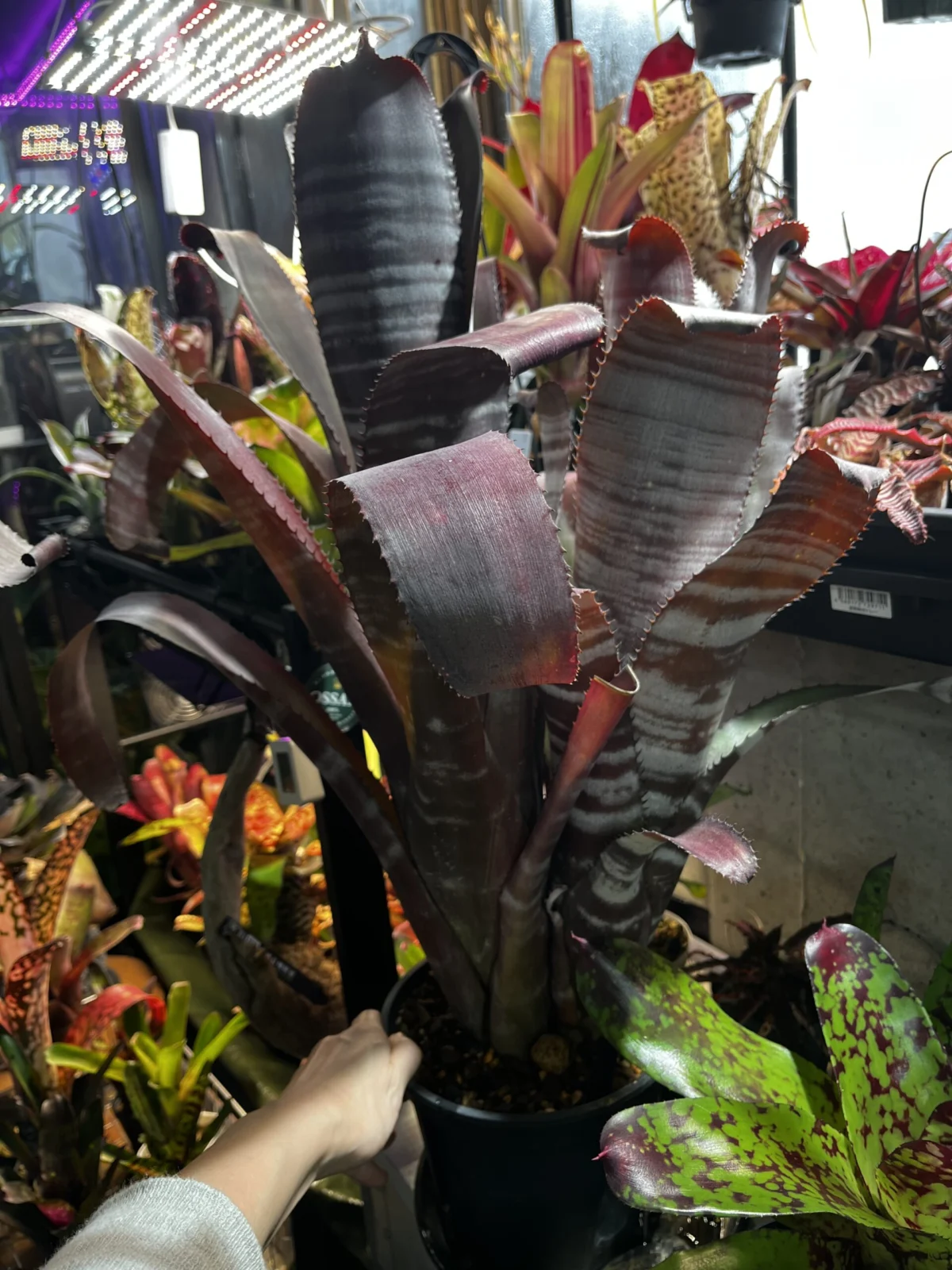 ビルベルギア　スキーピースリー