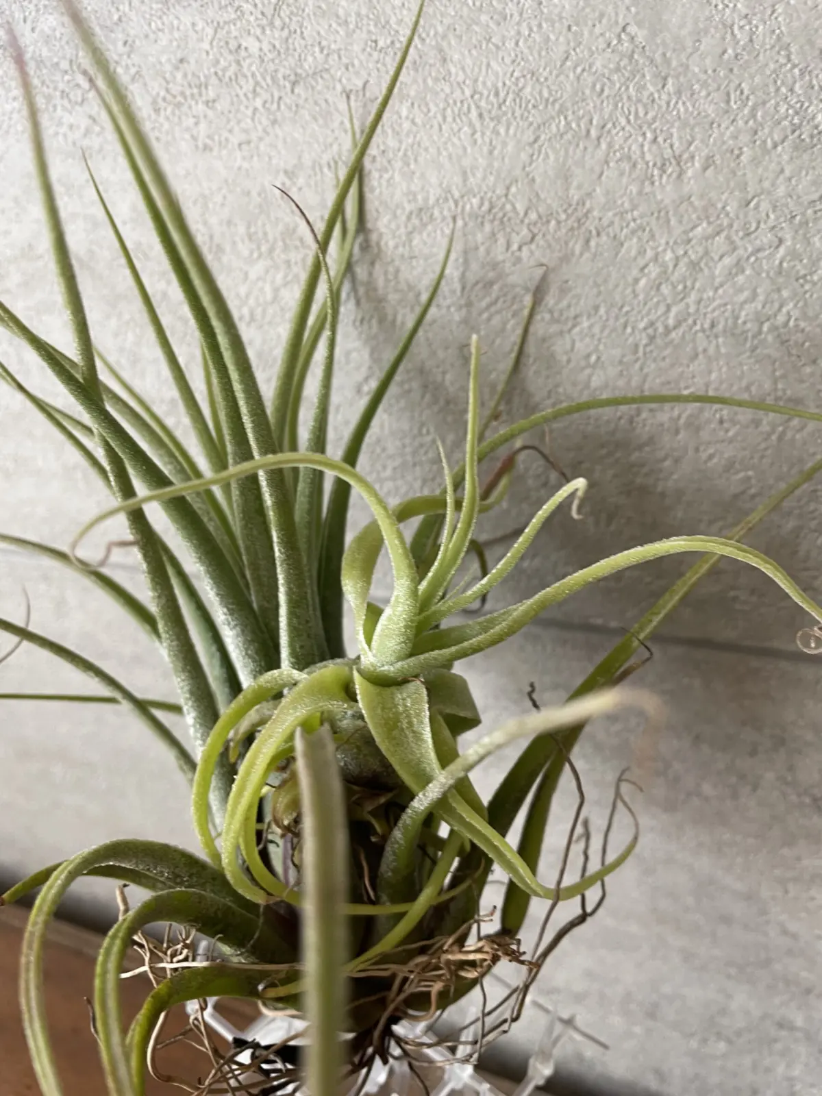 ティランジア　ディグエティ