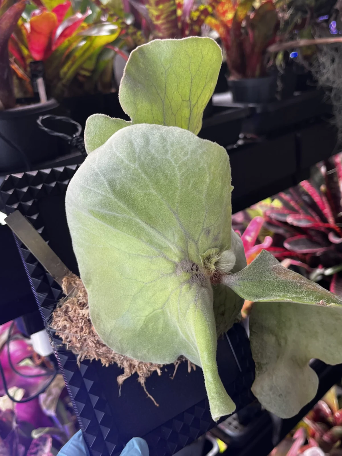 ビカクシダ　エレファントティス