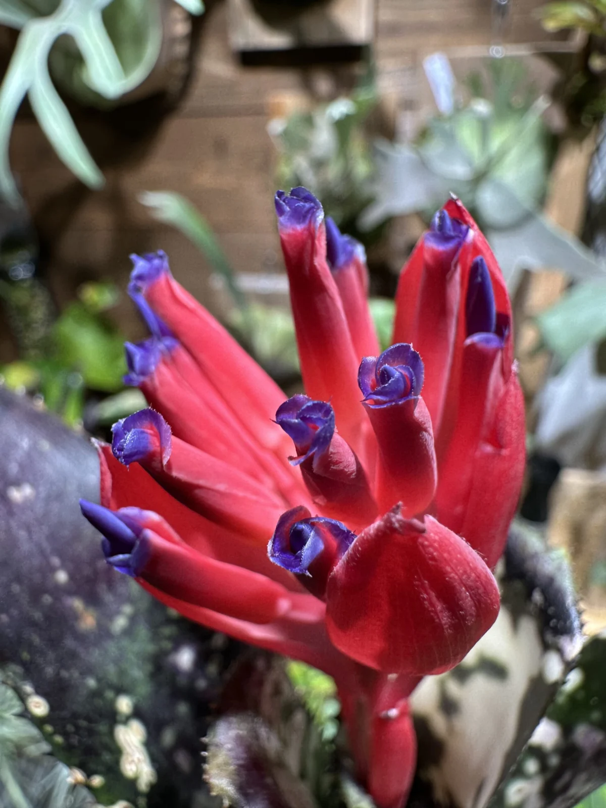 ビルベルギア　ドミンゴスマルティンス