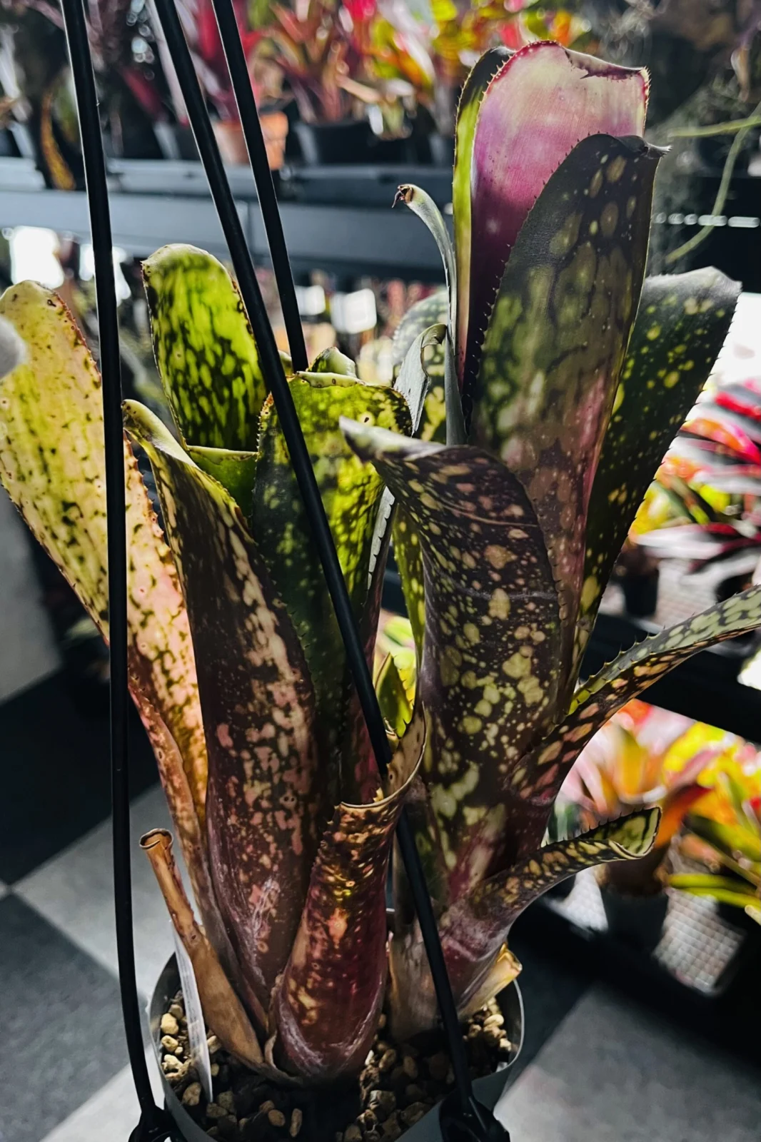 ビルベルギア　カサブランカ