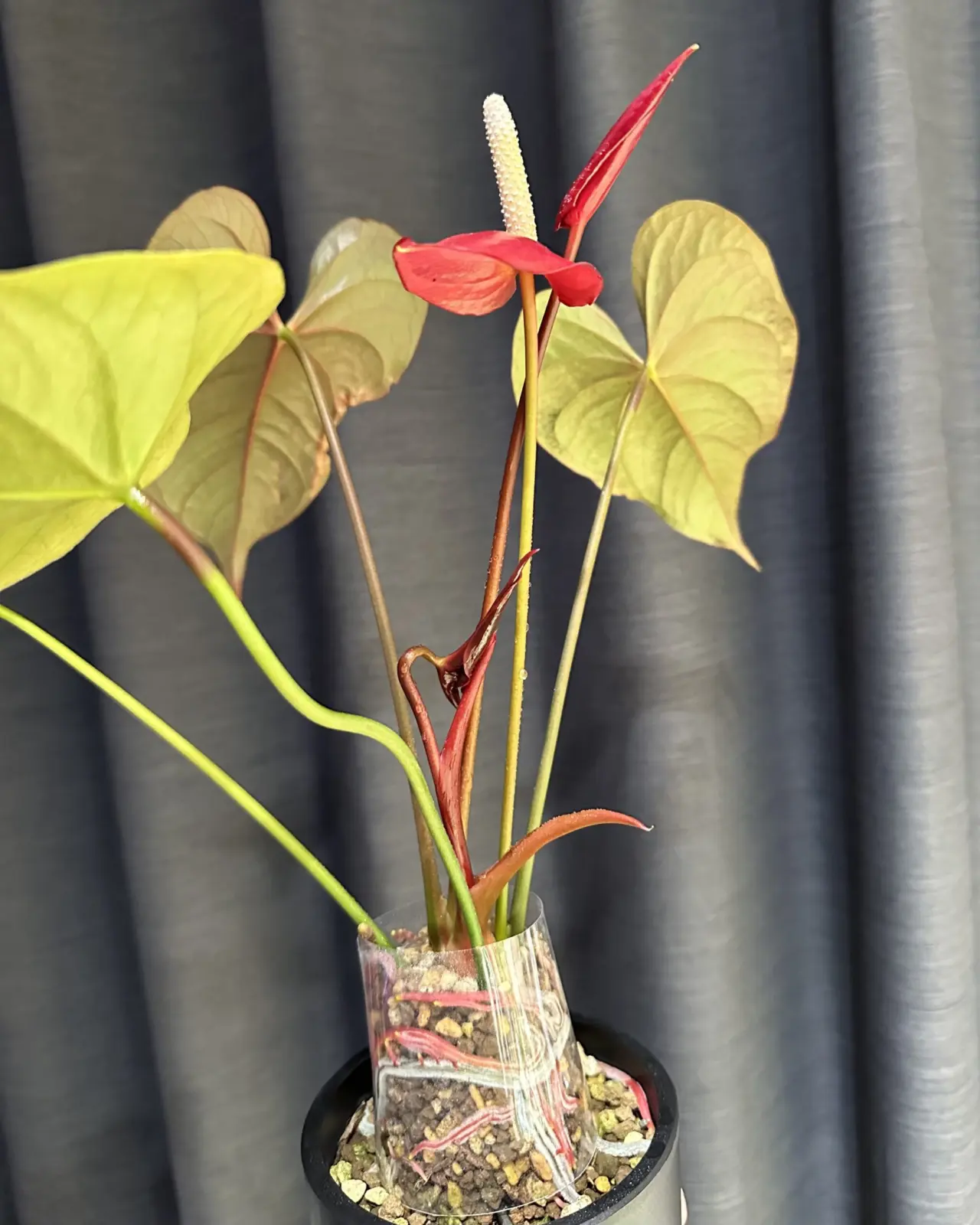 アンスリウム　トムズレッド