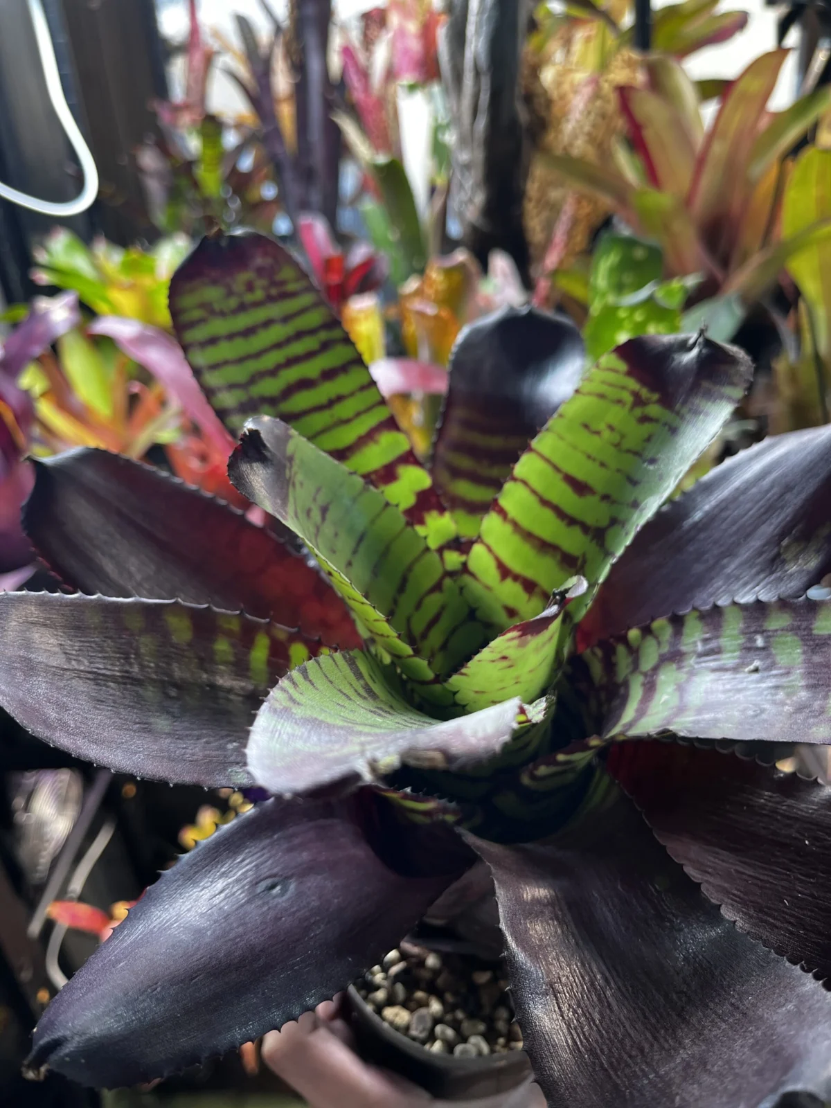 ネオレゲリア　サンファイアフィーバー