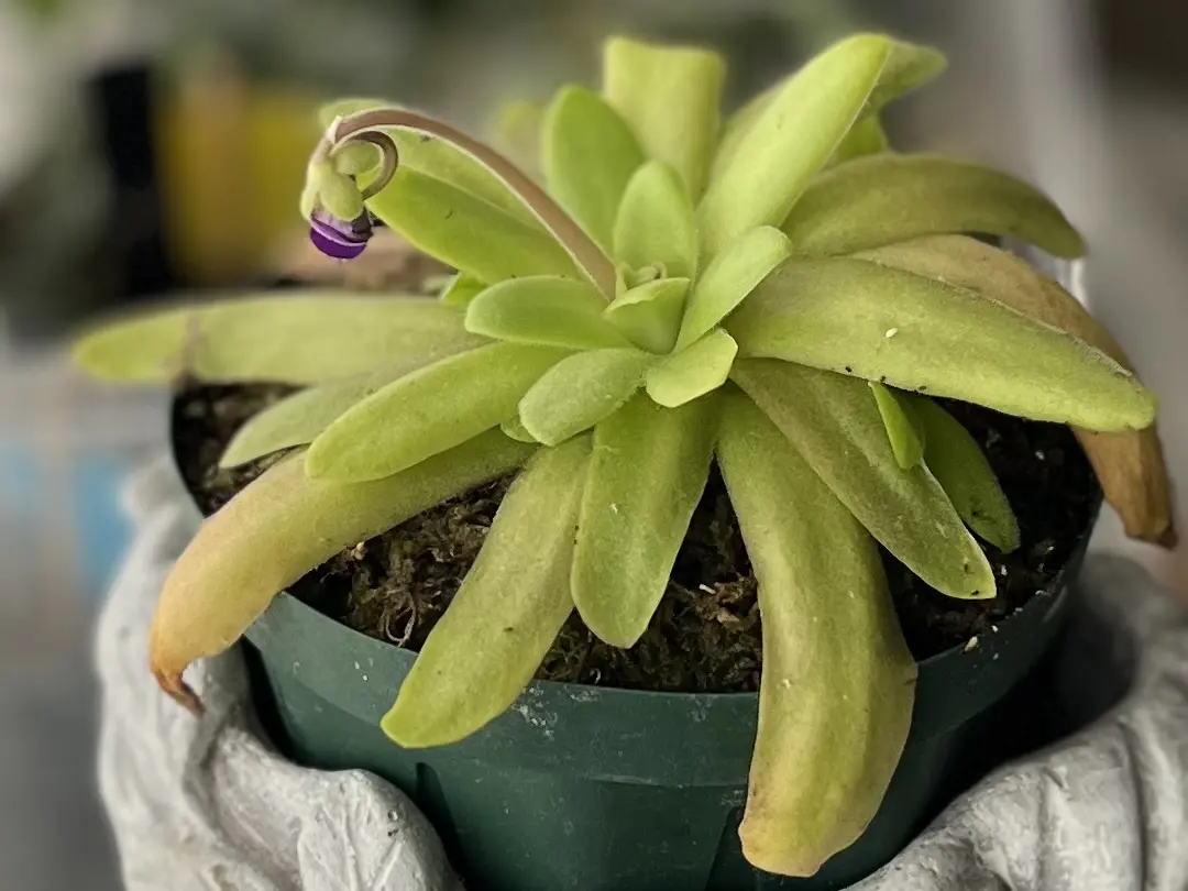 食虫植物 ピンギキュラ アフロディーテ ムシトリスミレ