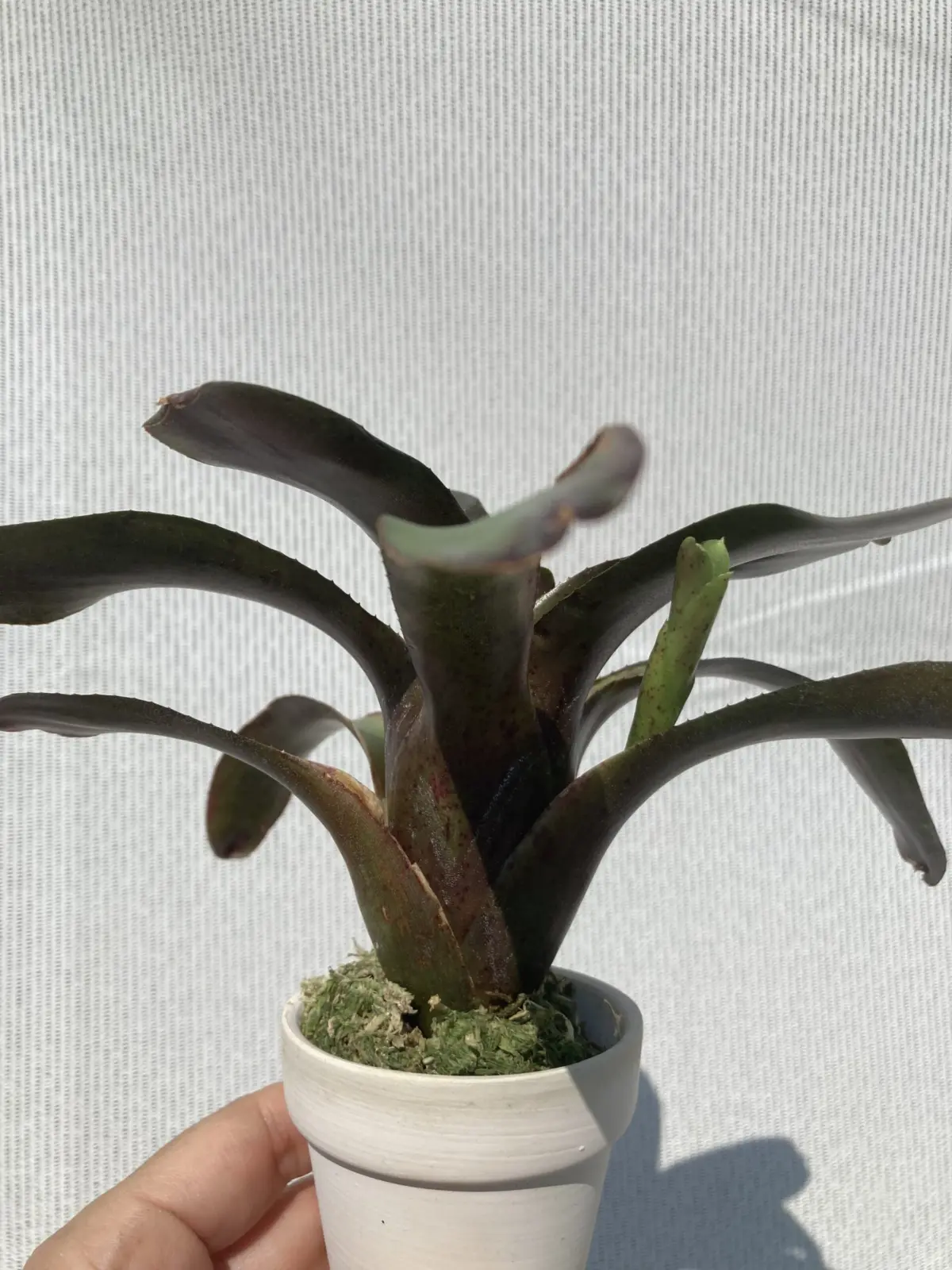 ネオレゲリア アトランティス