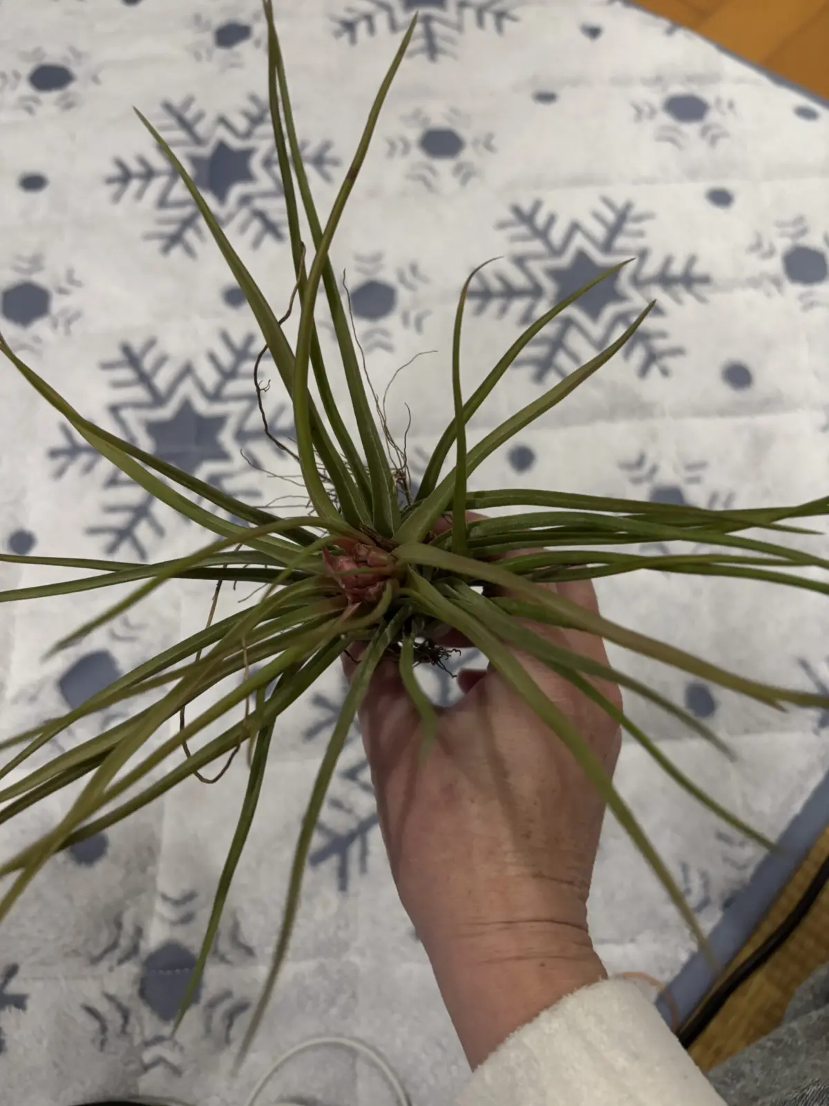 名前わからず😰