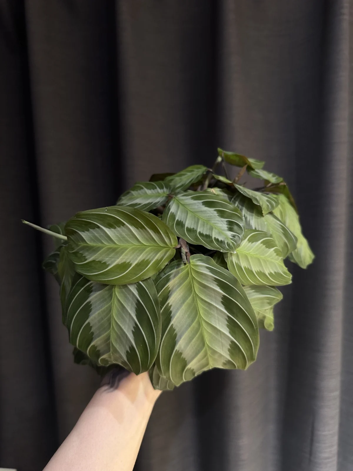 マランタ　シルバーバンド