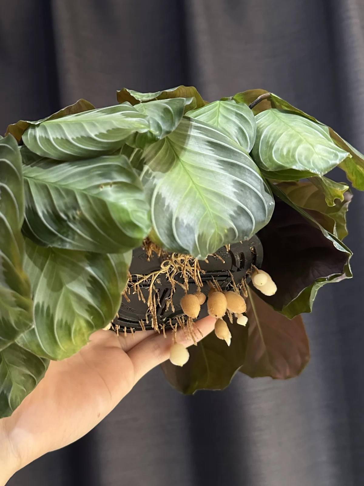 マランタ　シルバーバンド