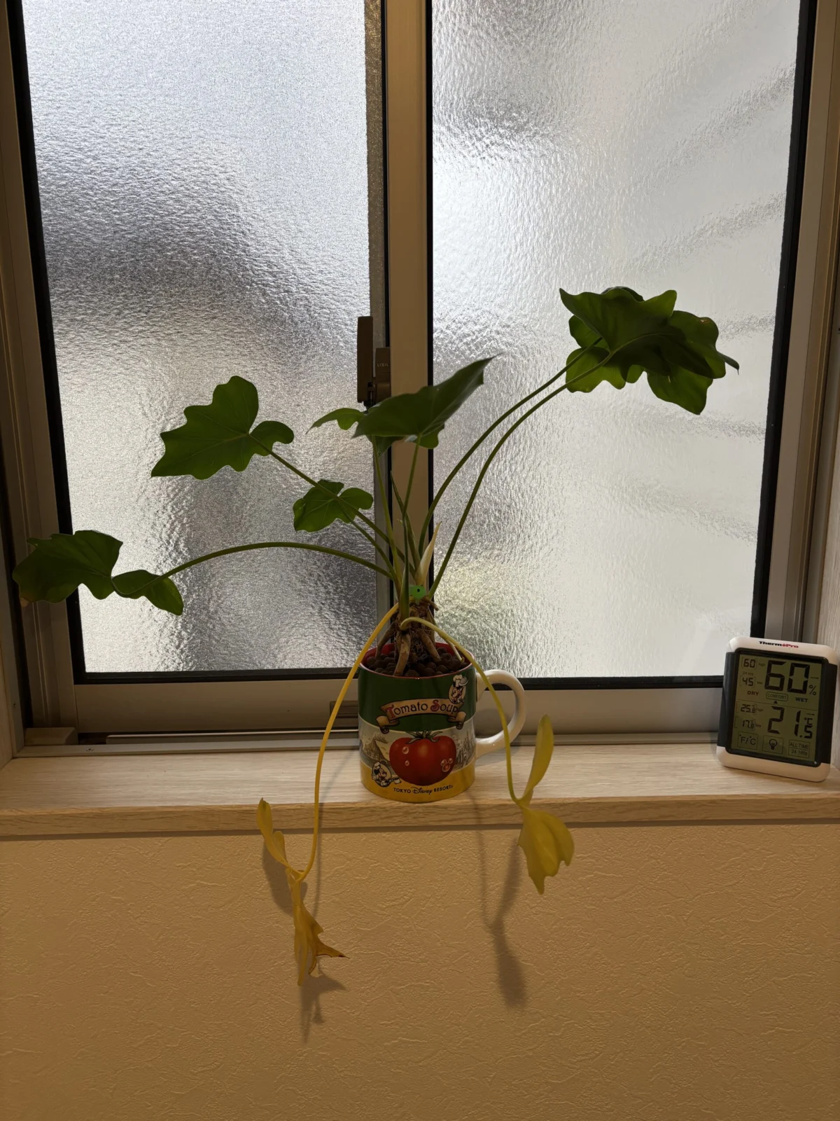 フィロデンドロン　セローム