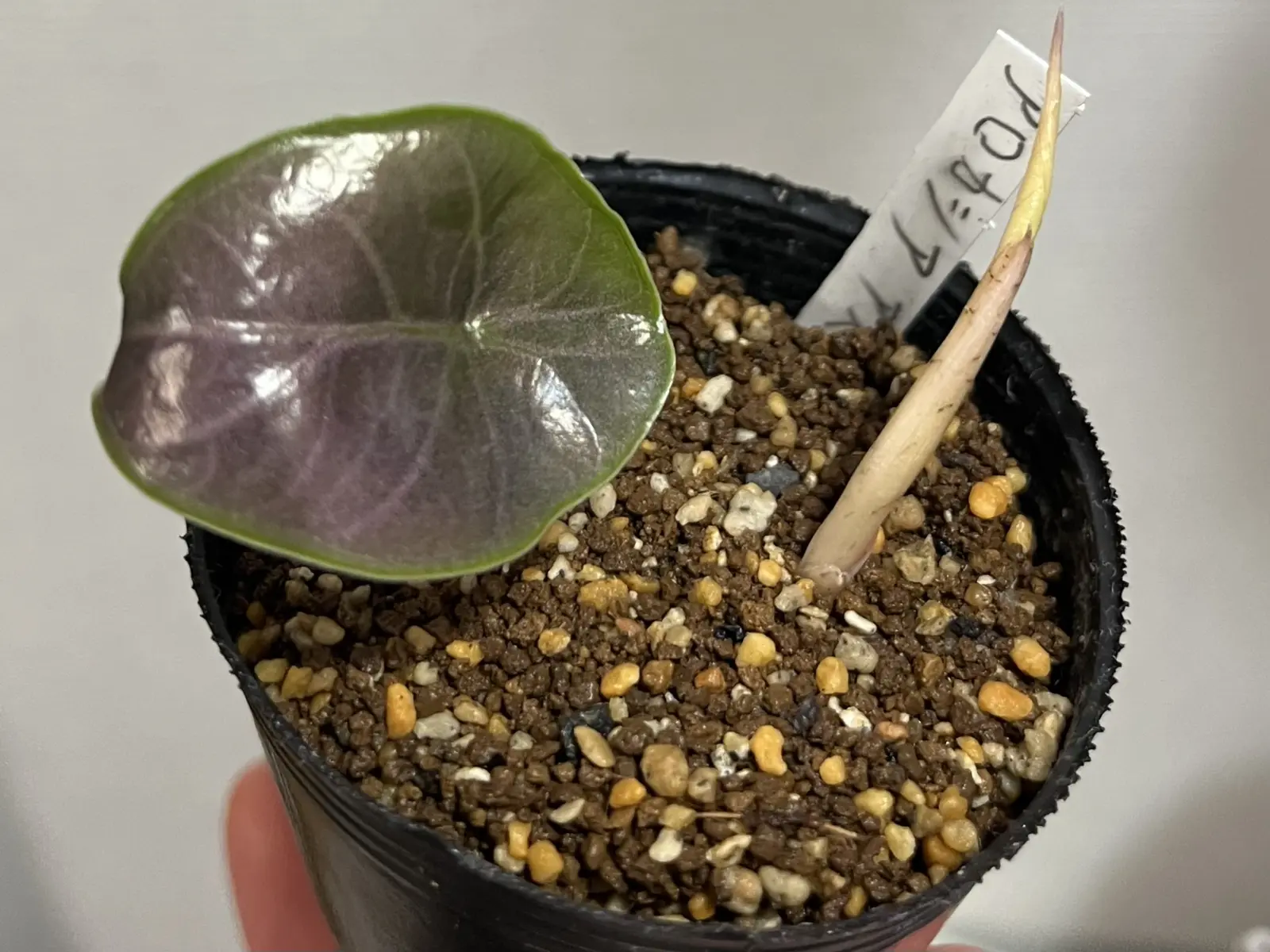 アロイド アロカシア アズラニー