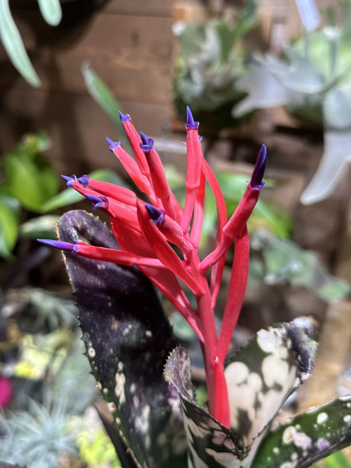 ビルベルギア　ドミンゴスマルティンス