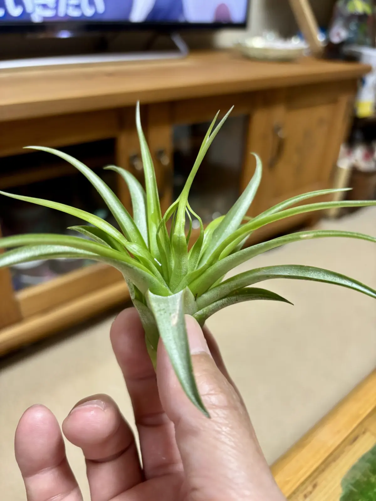 チランジア/名前わからず