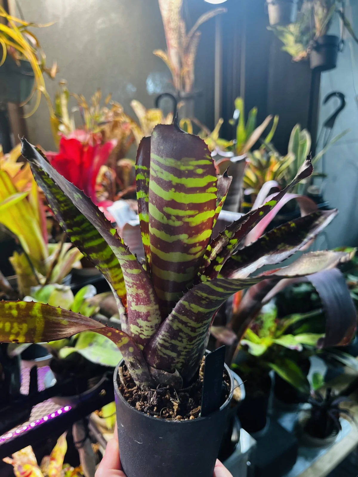 ネオレゲリア　ヴィンサンツドラゴンフライ