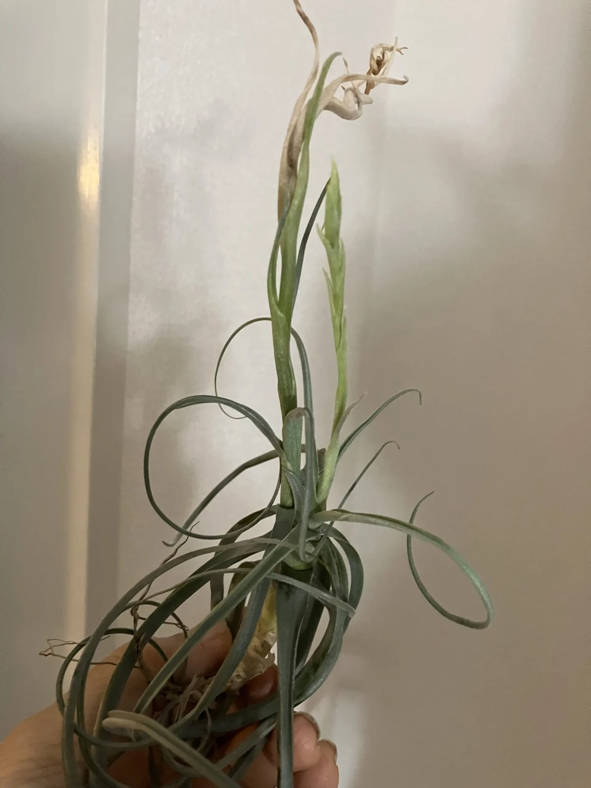 ティランジア　ストレプトカルパ　少し心配