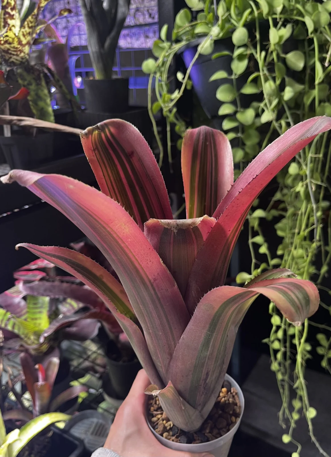 ビルベルギア　ドロシーバーグ