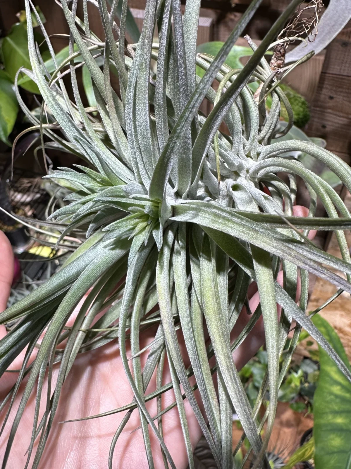 ティランジア　ストリクタ　丸い花弁の濃いやつ