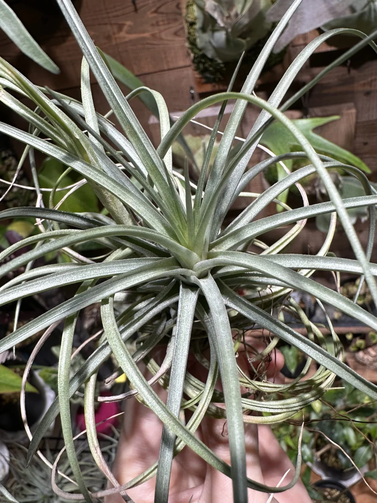 ティランジア　メテオーロロサ