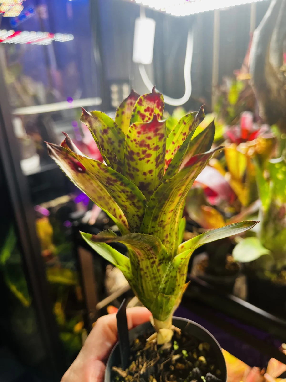 ネオレゲリア　クリッシー