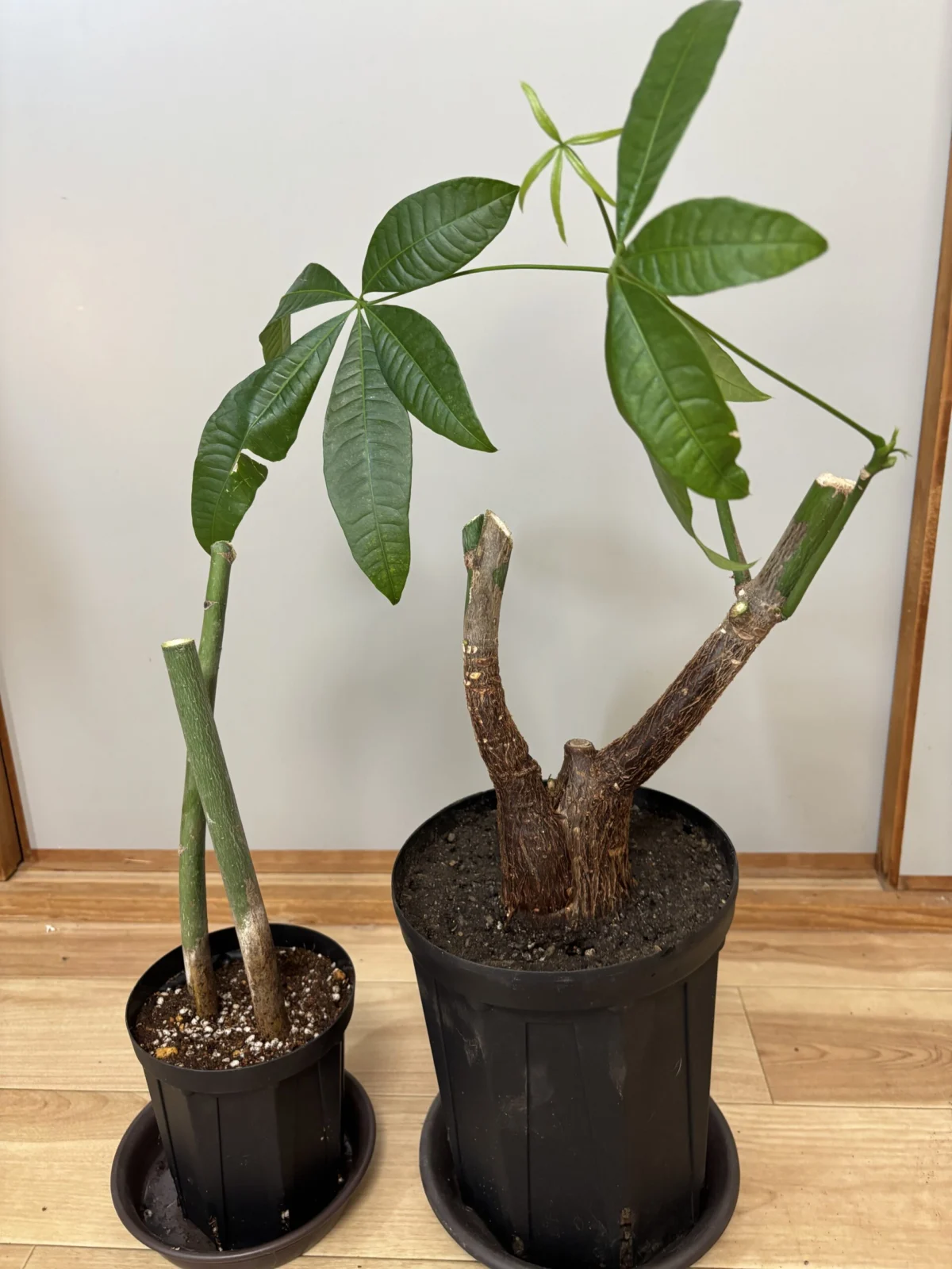 パキラ