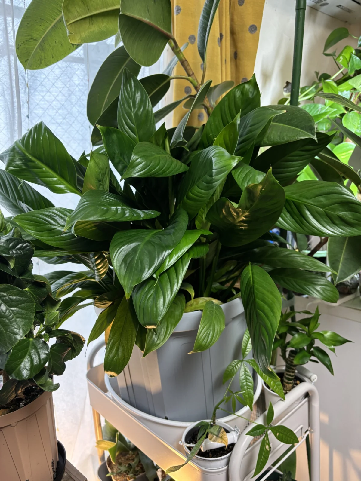 スパティフィラム