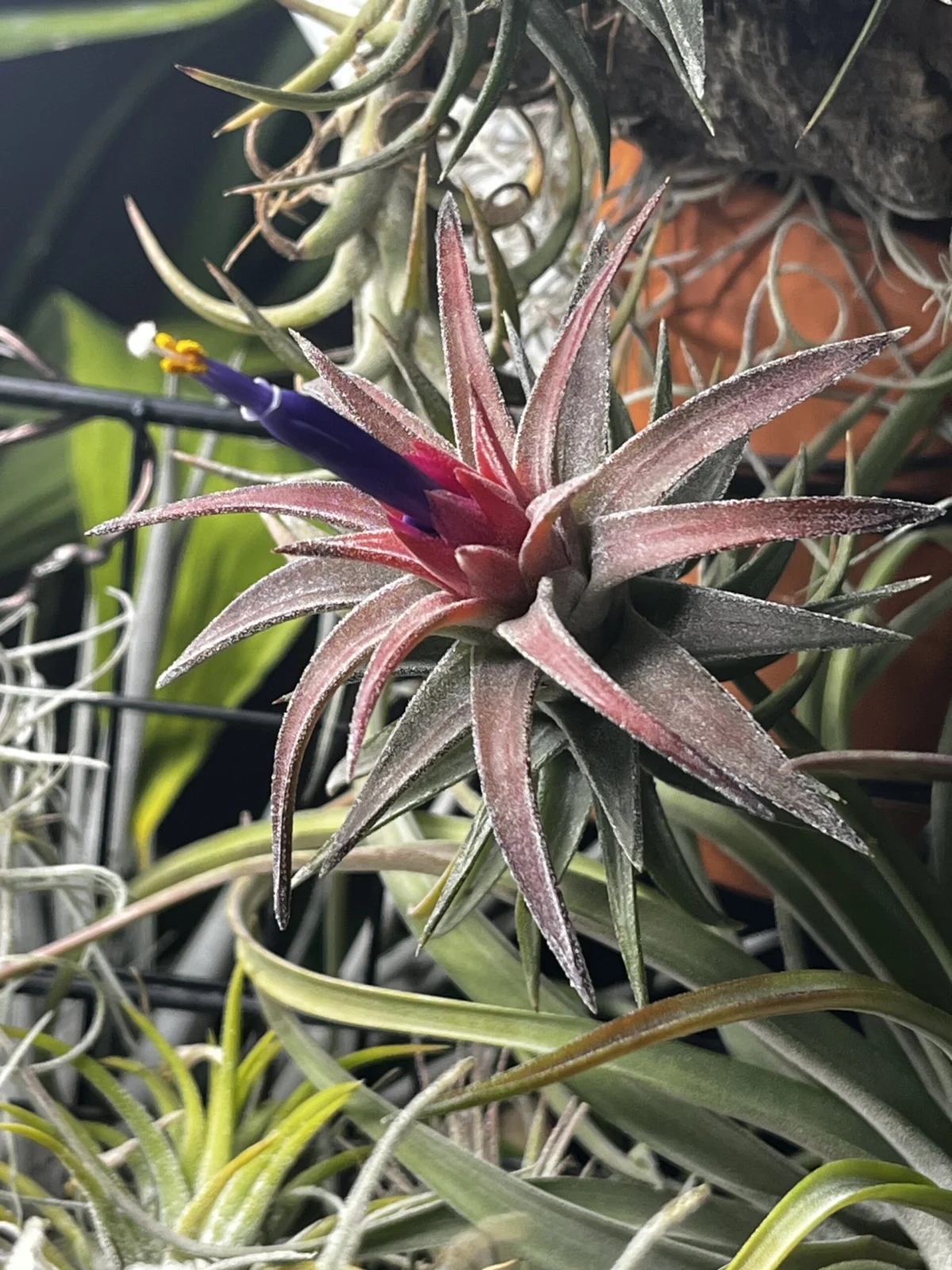 ティランジア　バンハイニンギー　花