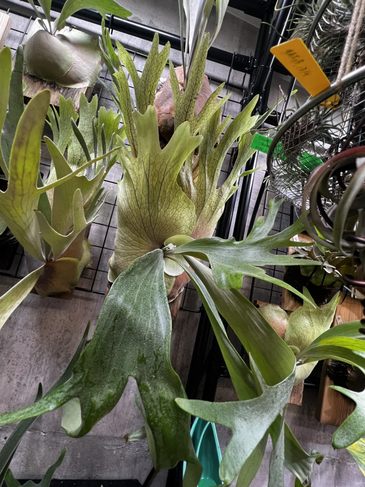 ビカクシダ SSFoong✖️ W4 胞子まき