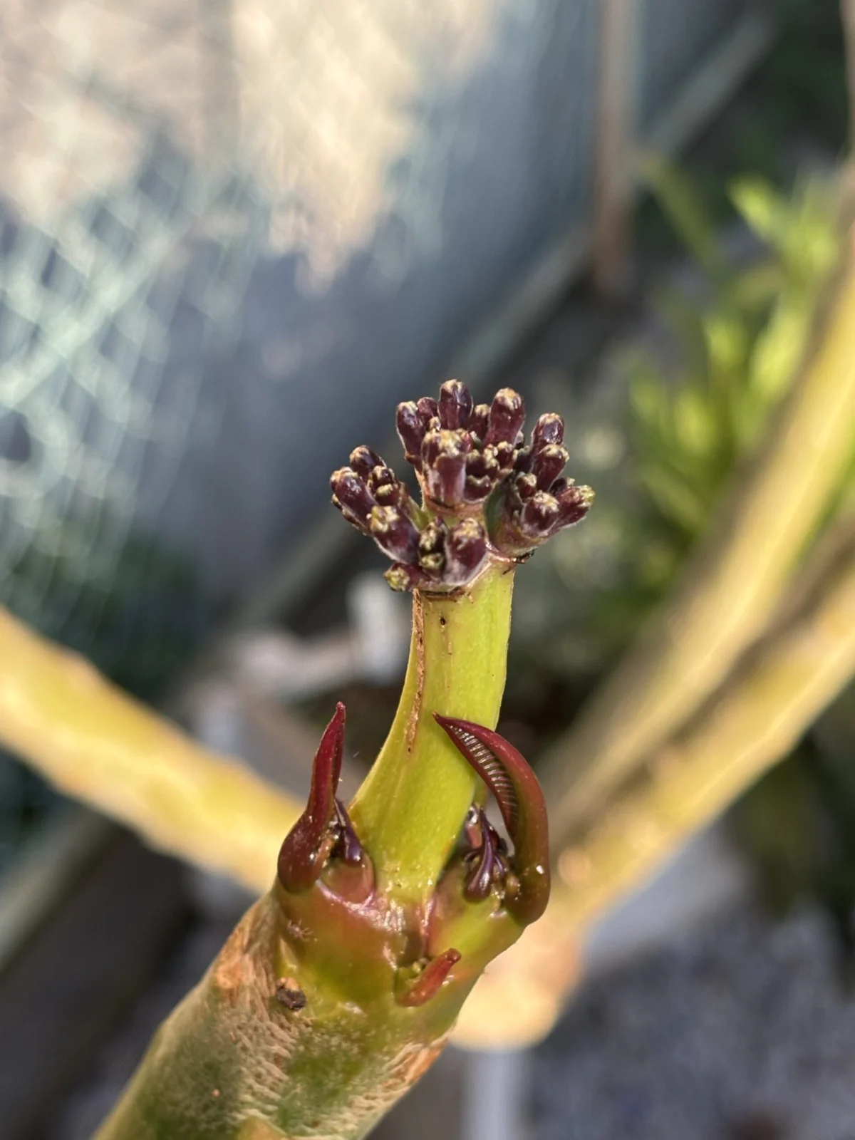 プルメリア　セラダイン　花芽