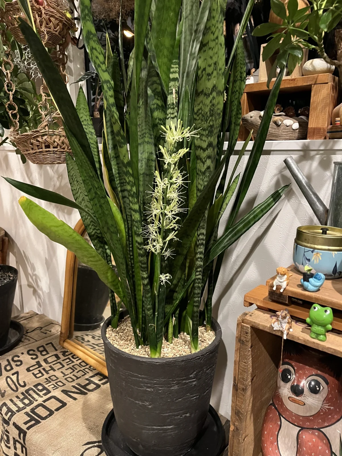 サンセベリア 花