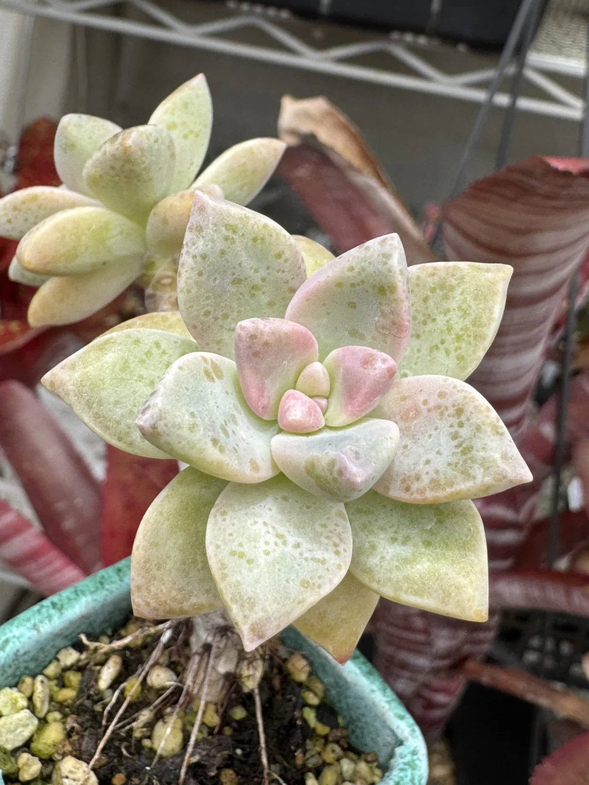 多肉植物 殺虫剤シミ