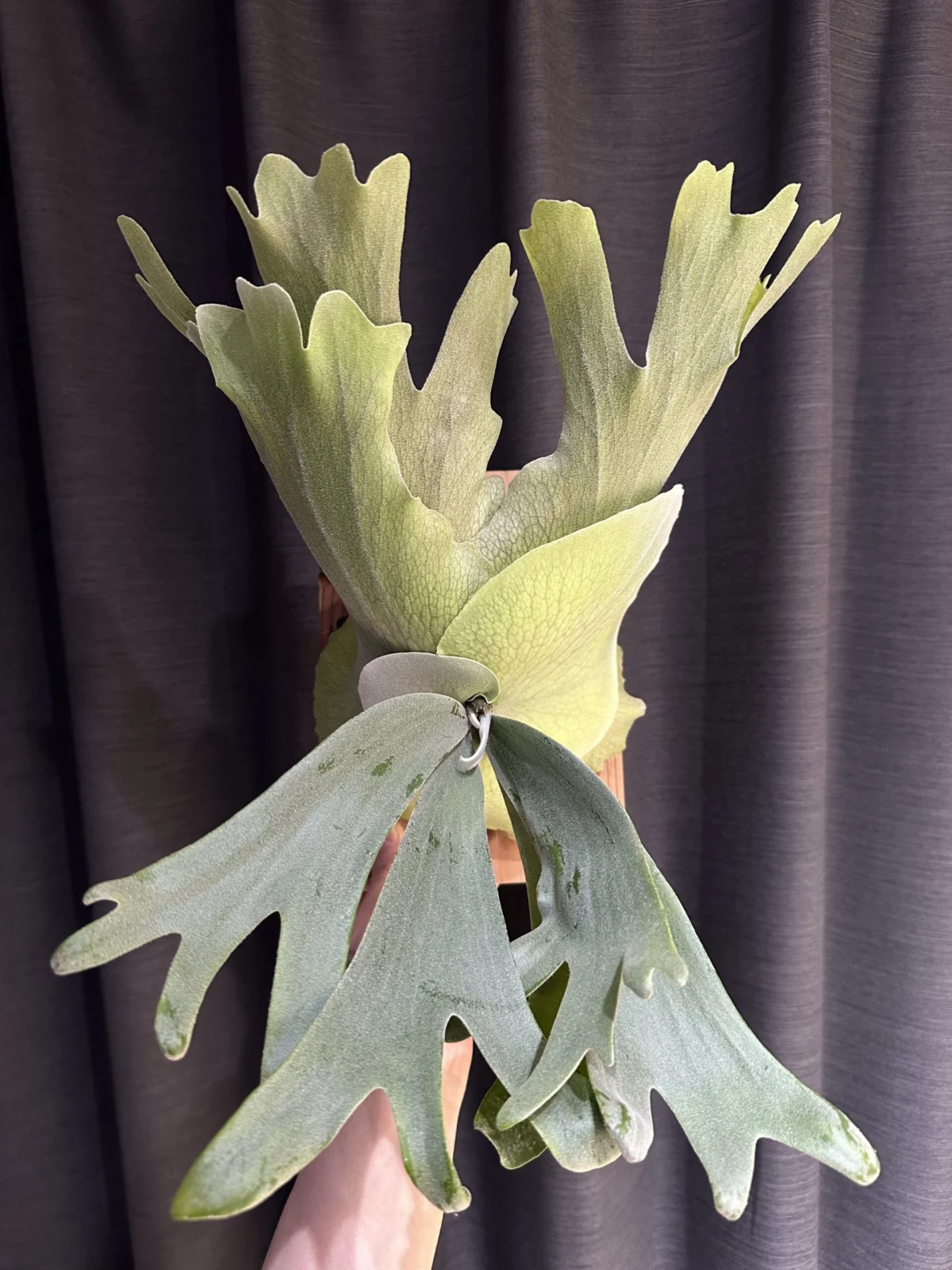 ビカクシダ　ウィリンキー　ゼロワン