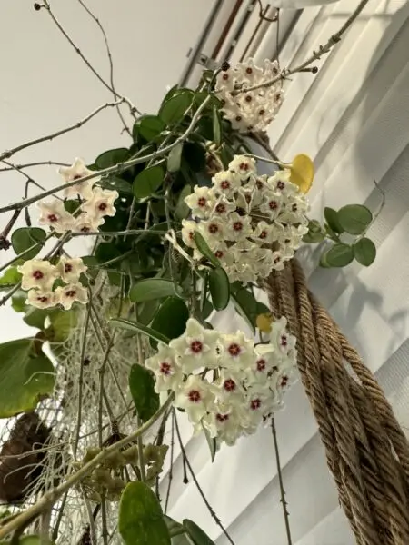 ホヤ　マチルダ　花