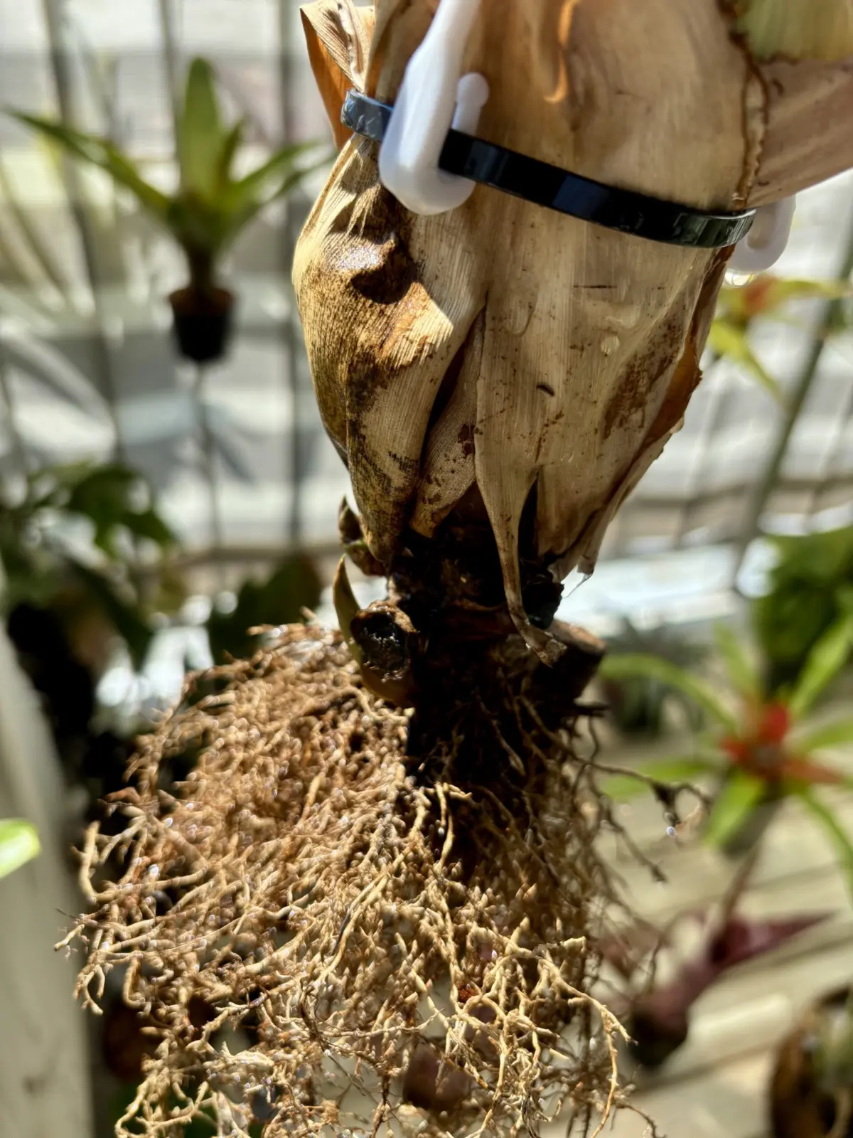 ネオレゲリア/品種不明