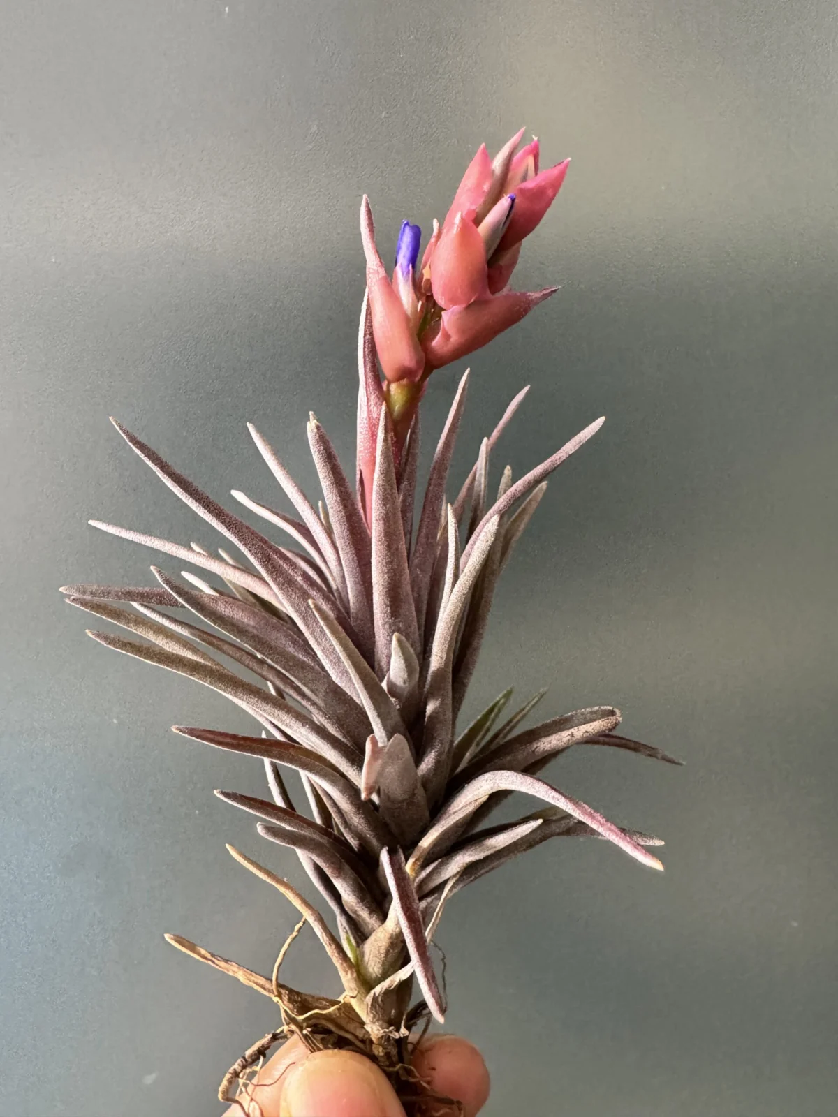 ティランジア　札落ち　開花