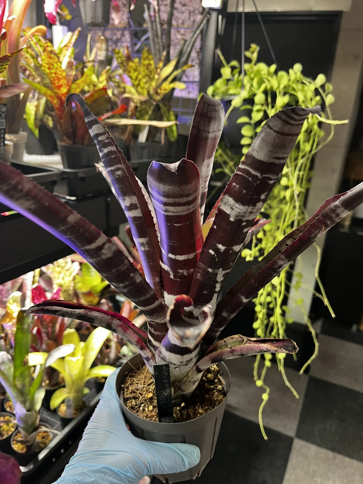 エクメア　オットー