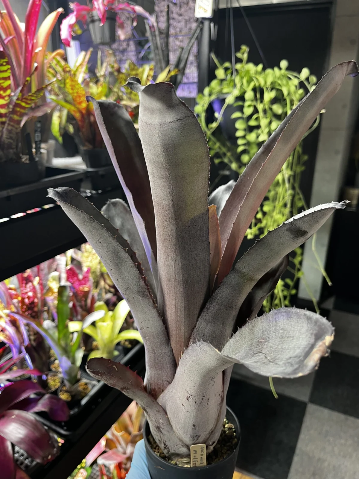 エクメア　ムルフォルディマルバ