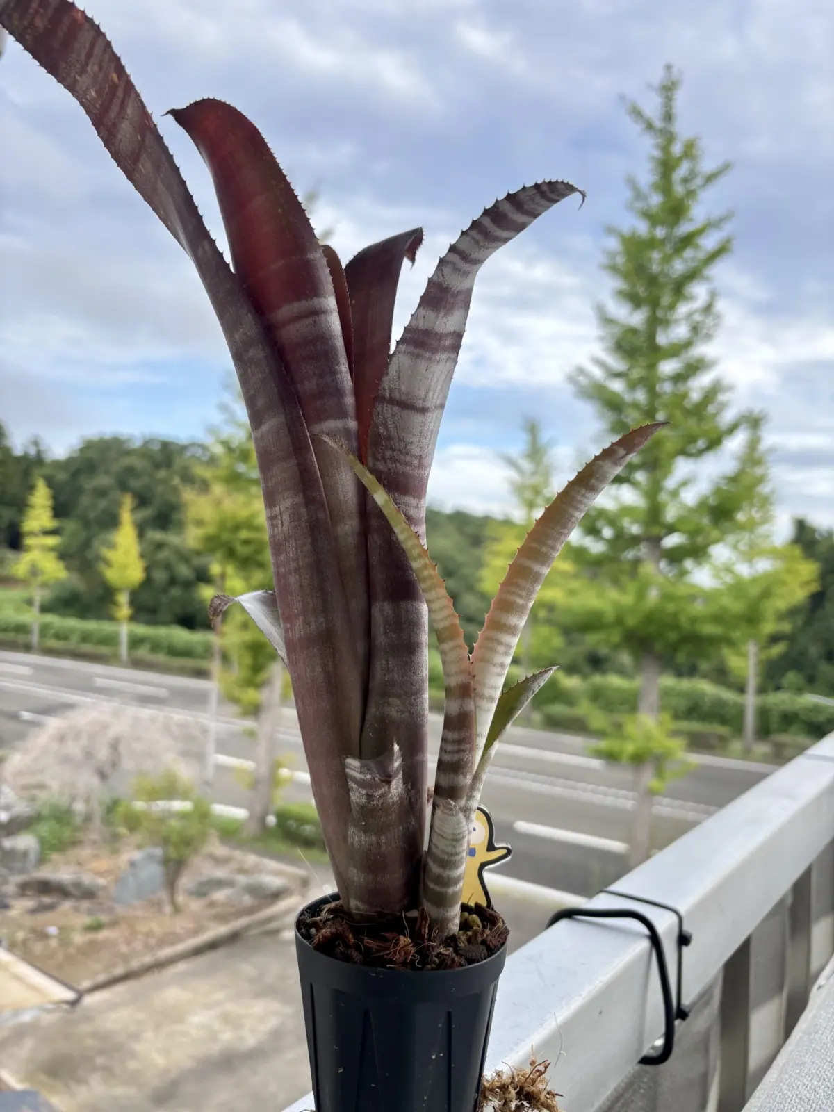 ビルベルギア/ビッタータ