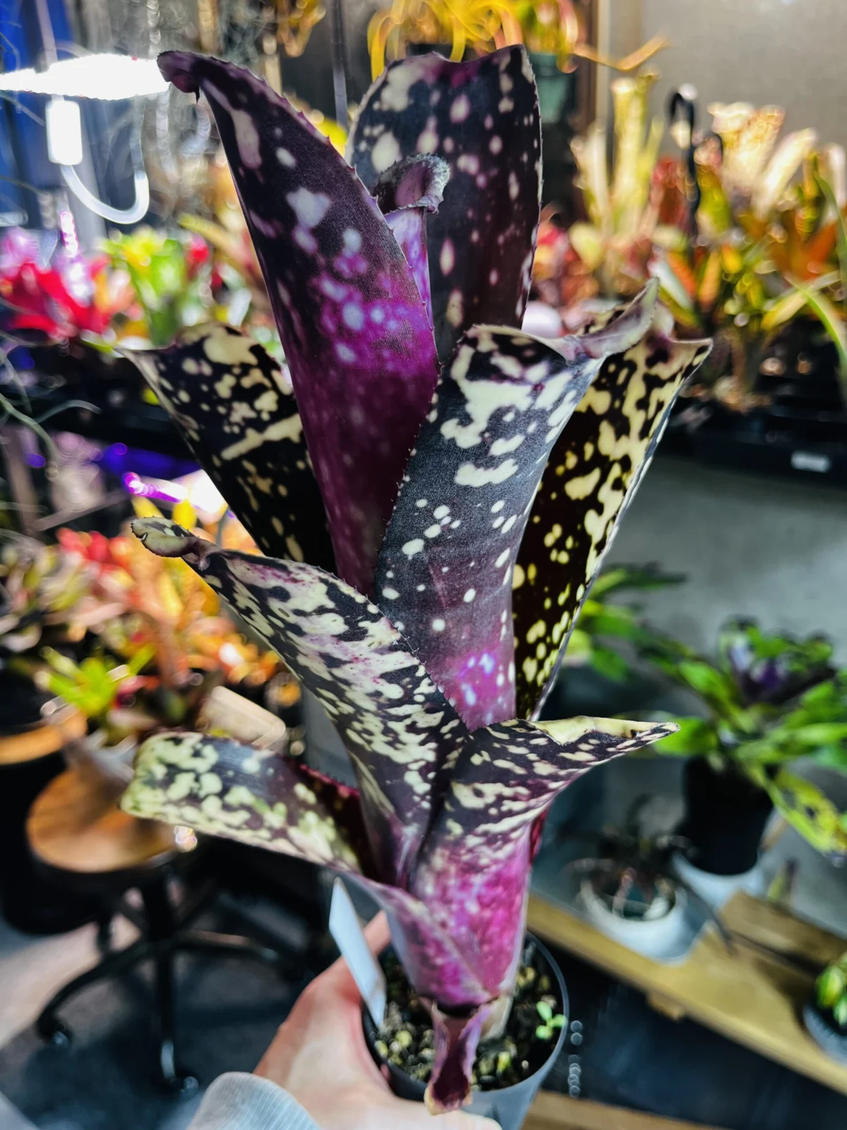 ビルベルギア　カワナパナシェ