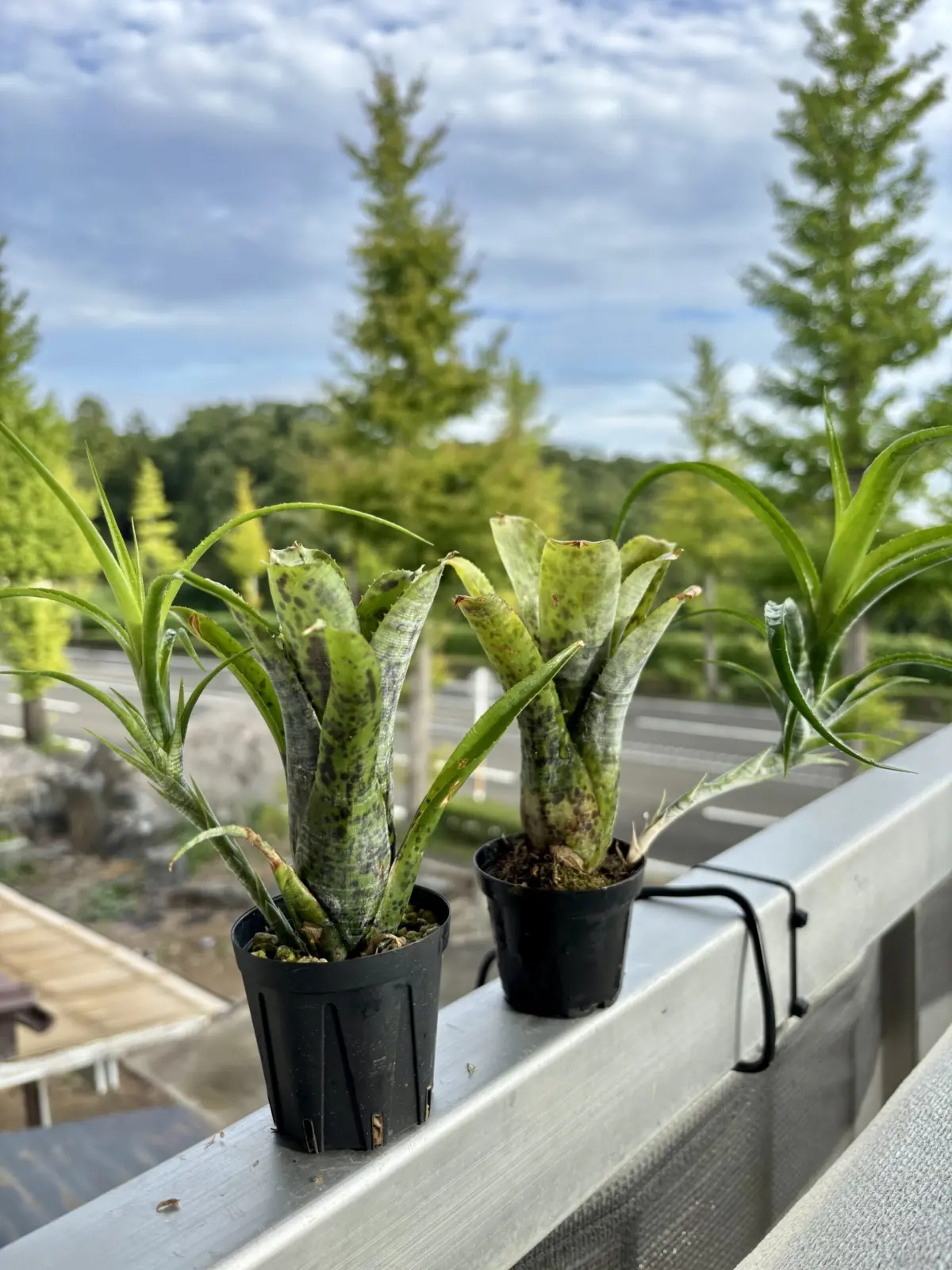 ネオレゲリア/パウシフローラ