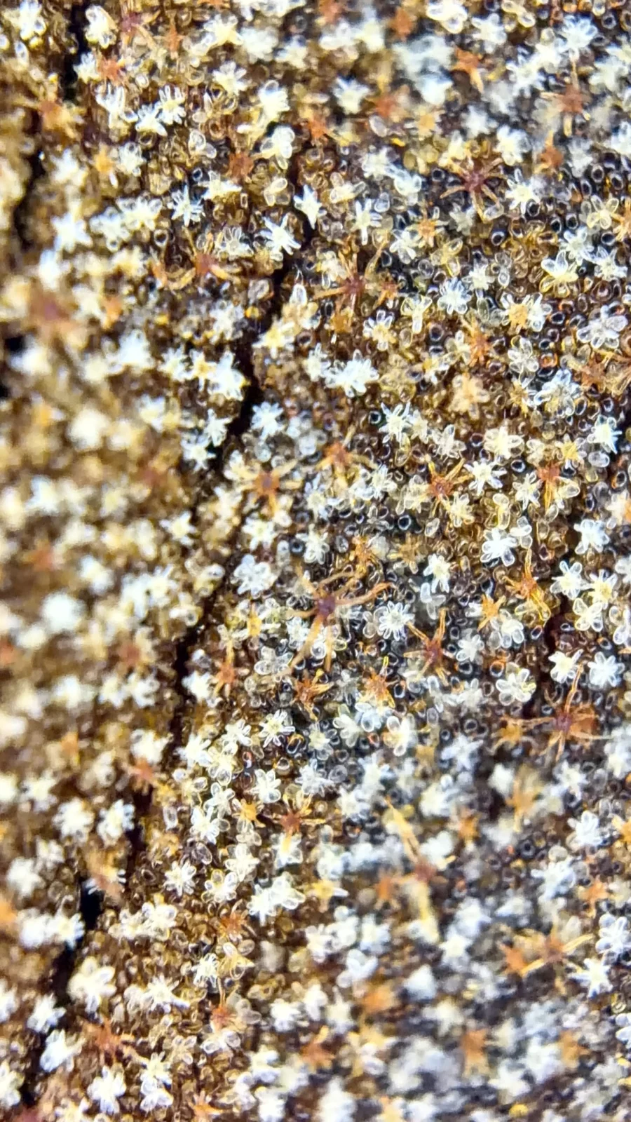 ビカクシダ　リドレイ　スプーン拡大