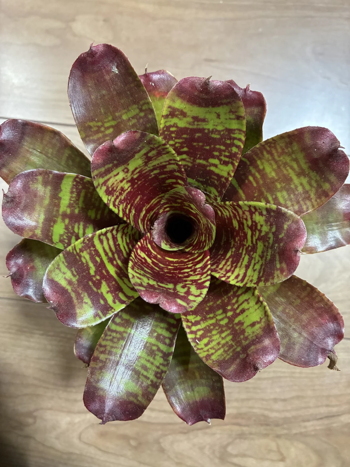 ネオレゲリア マエストラヴィダ