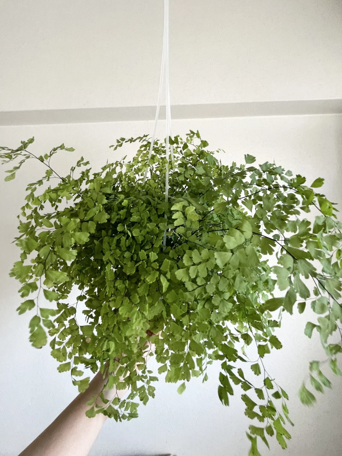 アジアンタム フラグランス