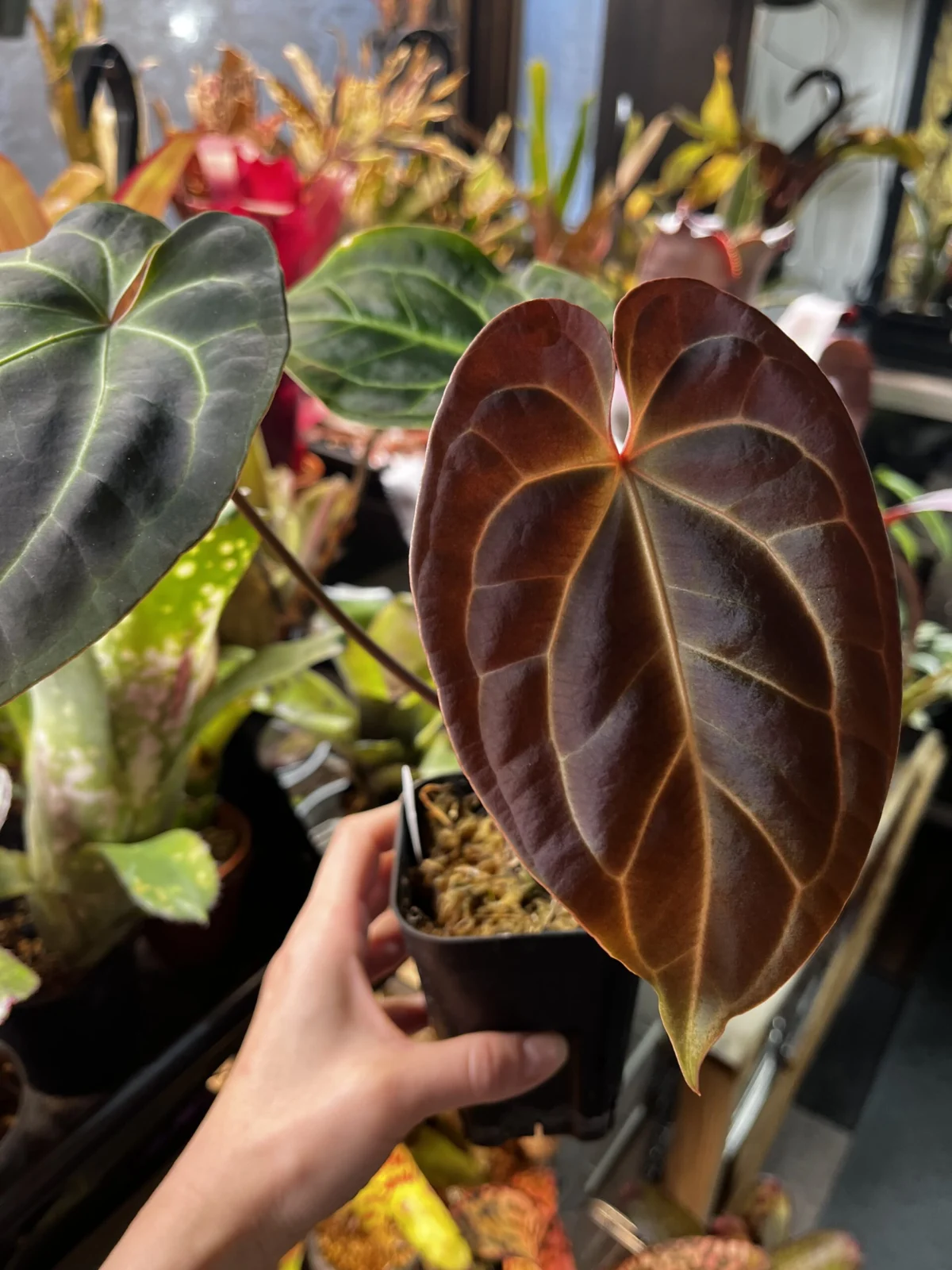 アンスリウム　ベッセアエ　アフ