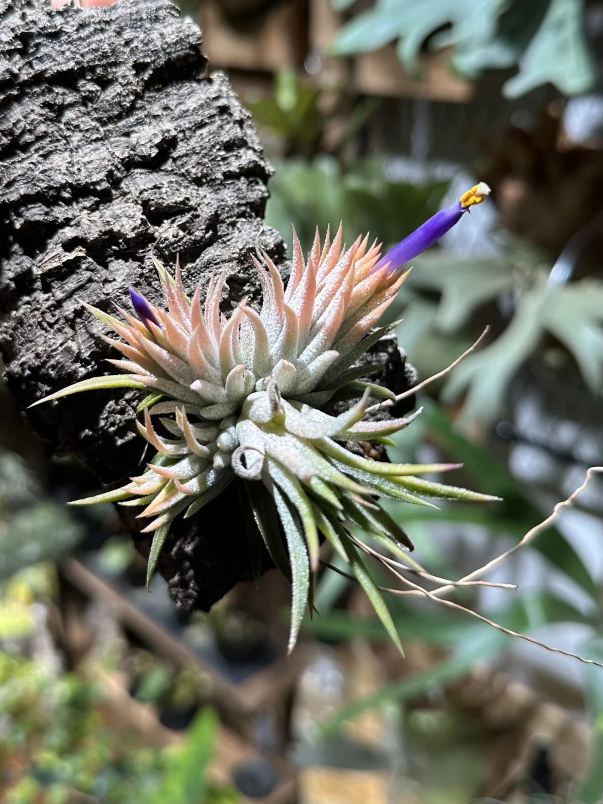 ティランジア　イオナンタ　ソル